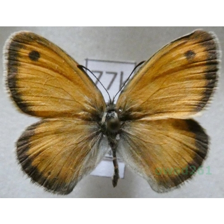 Coenonympha lyllus (Esper, 1806) male France77k